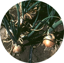 Drip pipe running above the ground