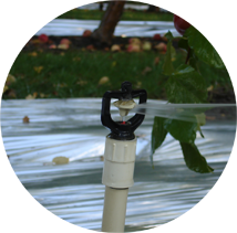 Microspray sprinkler in an apple orchard