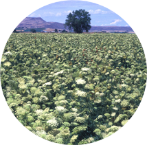 A carrot seed crop in bloom near Nyssa, Oregon